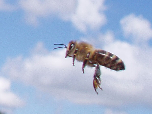 Flyvende honningbi.