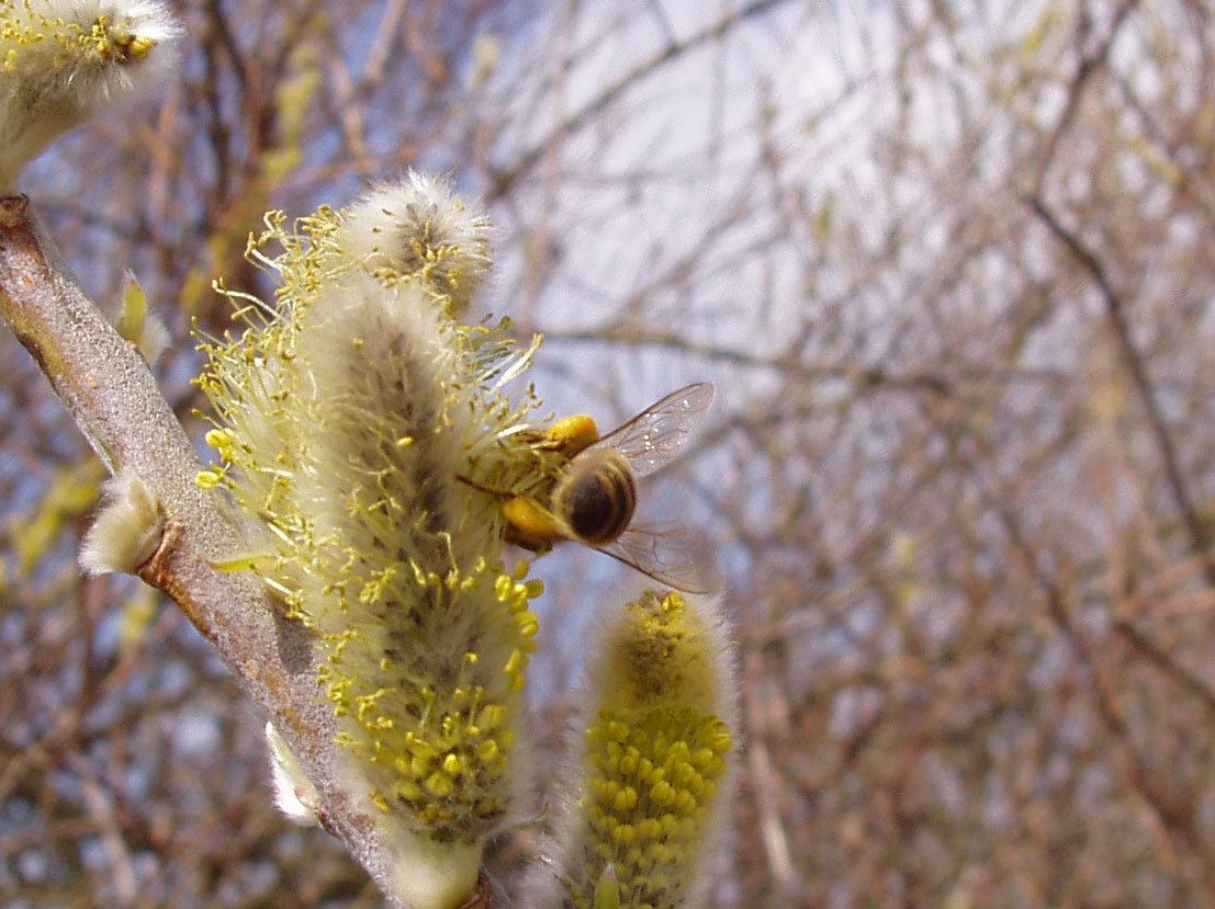 En bi der er fuld optanket med pollen.