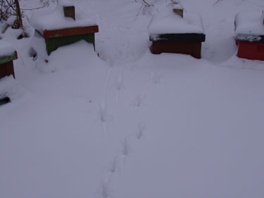 Dyre spor i sneen mellem bistader