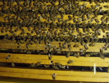 Omrdet tt besat af bier er udbygget.
