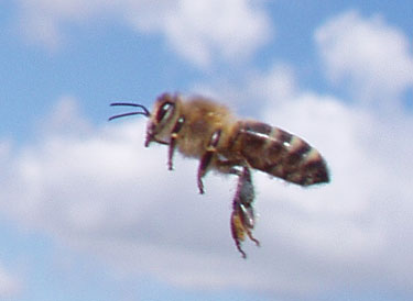 Flyvende honningbi.