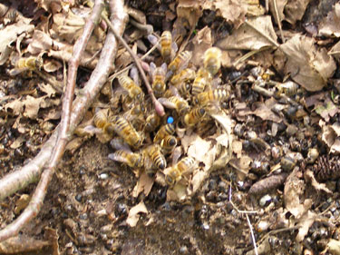 Bier forsamlet omkring dd dronning.
