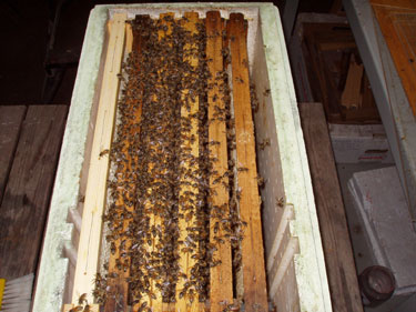 Aflgger med mange bier